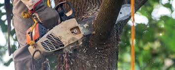 How Our Tree Care Process Works  in  Buffalo, NY