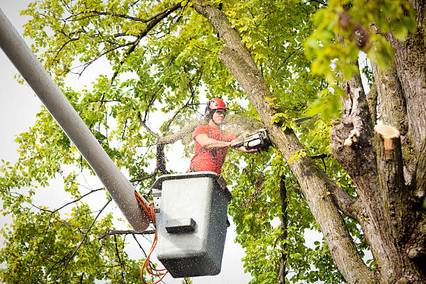  Buffalo, NY Tree Services Pros